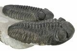 Two Large Pedinopariops Trilobites - Top Quality Specimen #254774-4